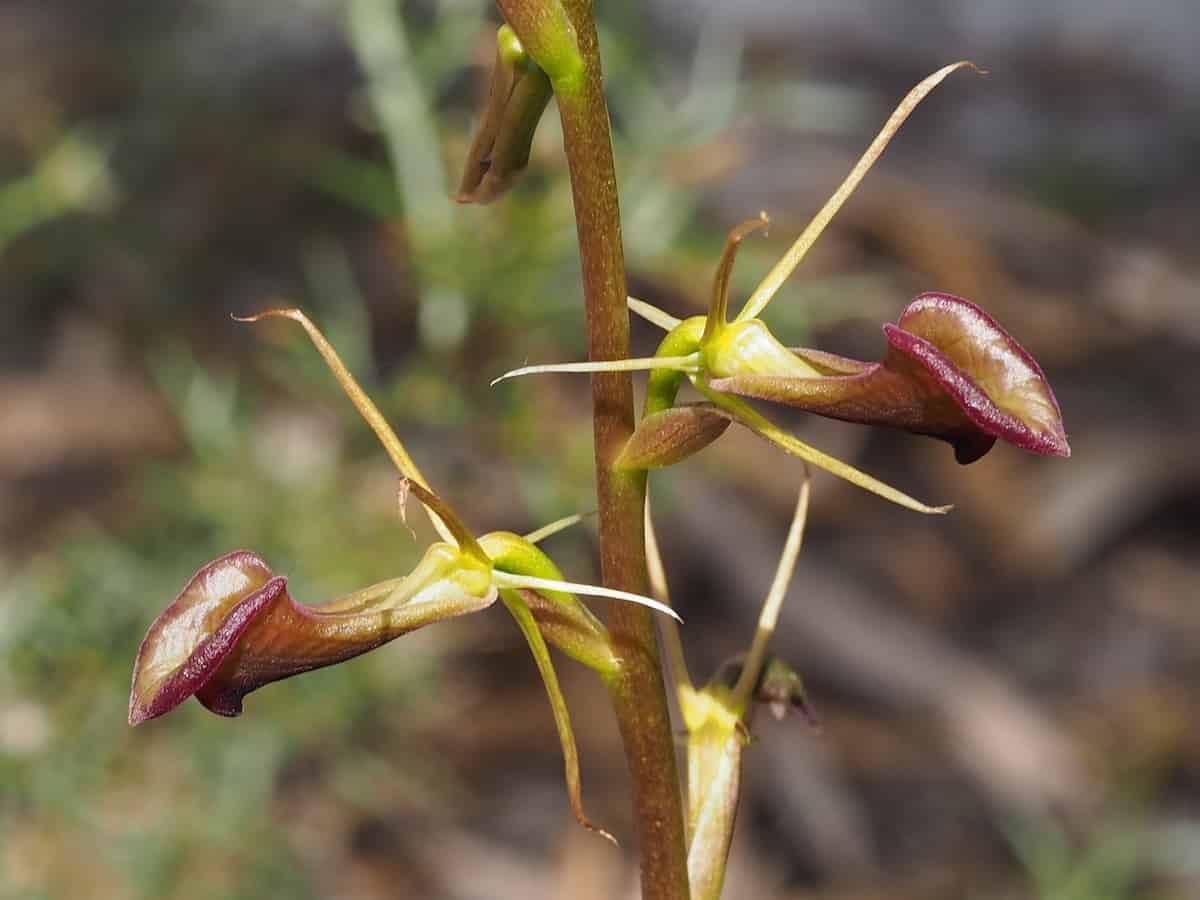 Dos flores de orquídea de color marrón rojizo con pétalos alargados, similares a insectos, que se aferran a un tallo verde y delgado. Las flores presentan centros de color verde amarillento y delicadas extensiones puntiagudas, sobre un fondo natural difuminado de tonos tierra.