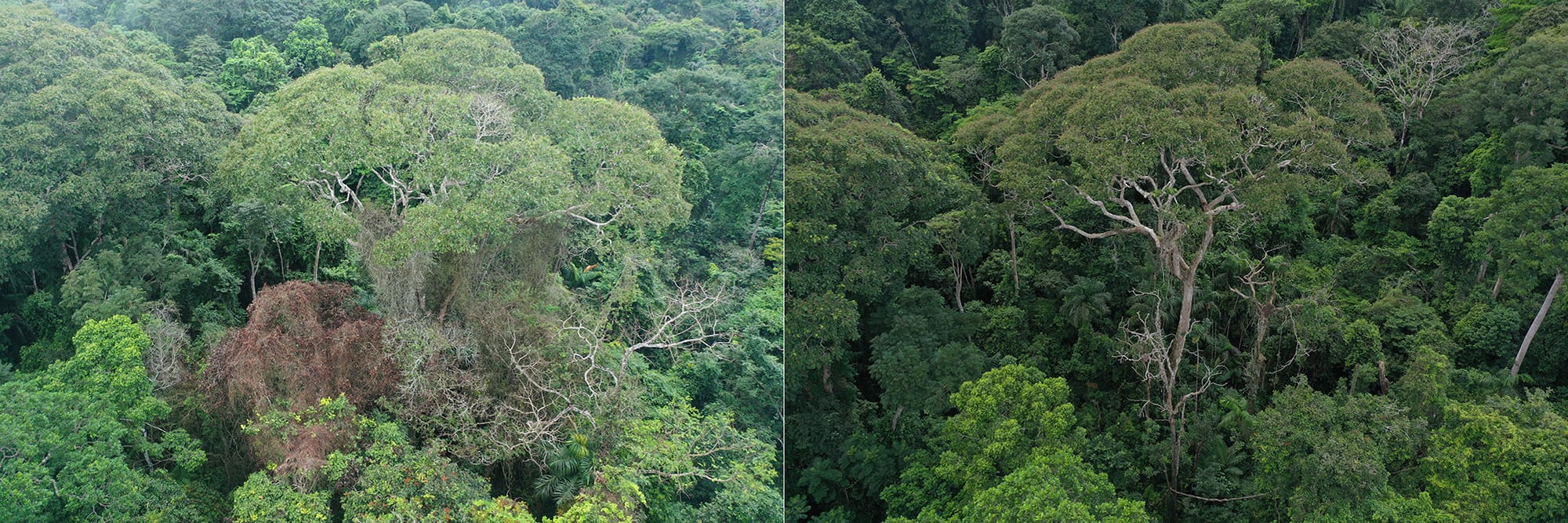 An aerial view of a lush rainforest canopy divided into two side-by-side images. Both images show dense tropical forest with varied shades of green foliage. The left image displays some trees with brown/reddish dying foliage among the greenery, while the right image shows predominantly healthy green trees. Several emergent trees with distinctive branching patterns rise above the main canopy in both sections. 