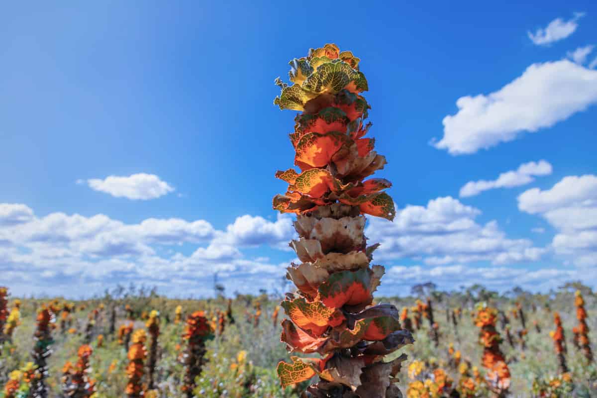 La Hakea victoria (Royal Hakea) exhibe su espectacular follaje multicolor contra un cielo azul brillante. Esta llamativa planta presenta distintivas hojas anaranjadas, rojas y verdes dispuestas en una columna vertical. Múltiples plantas de Royal Hakea son visibles en todo el paisaje de Australia Occidental, donde esta especie endémica es frecuentemente fotografiada e identificada con precisión por científicos ciudadanos.
