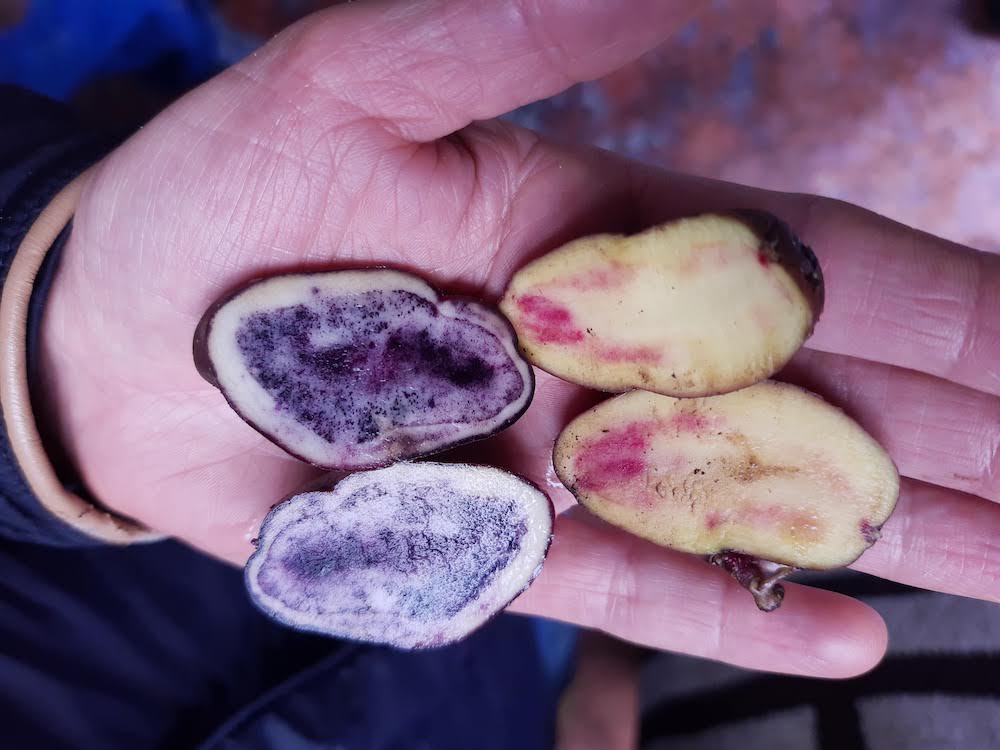 A person holds four halved potato varieties in their cupped hands, showcasing the remarkable diversity of Andean potato flesh colors. Two potatoes on the left display striking deep purple and violet interiors, while the two on the right show cream-colored flesh with pink and reddish streaks. The cross-sections reveal the natural pigmentation patterns that make these heritage potato varieties visually distinctive.