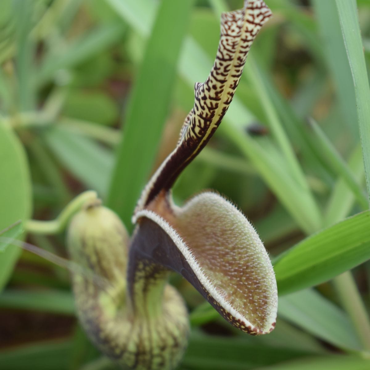 That’s Why This Hairy Flower is a Trap