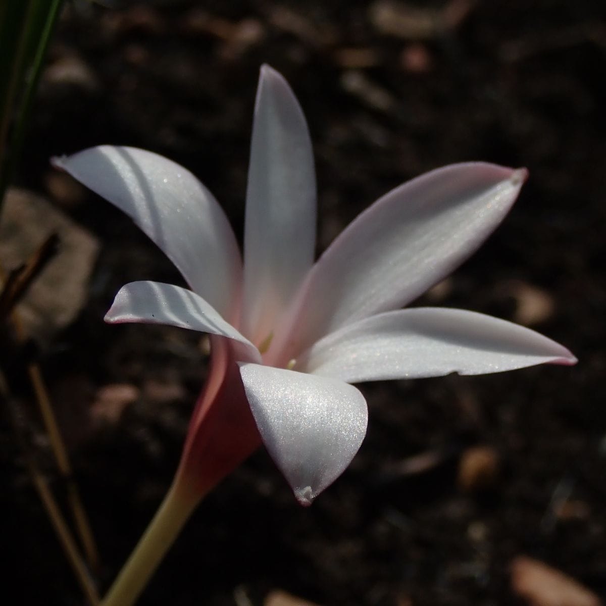 Fire, Bees, and Ants: How Apodolirion buchananii Masterminds its Reproduction