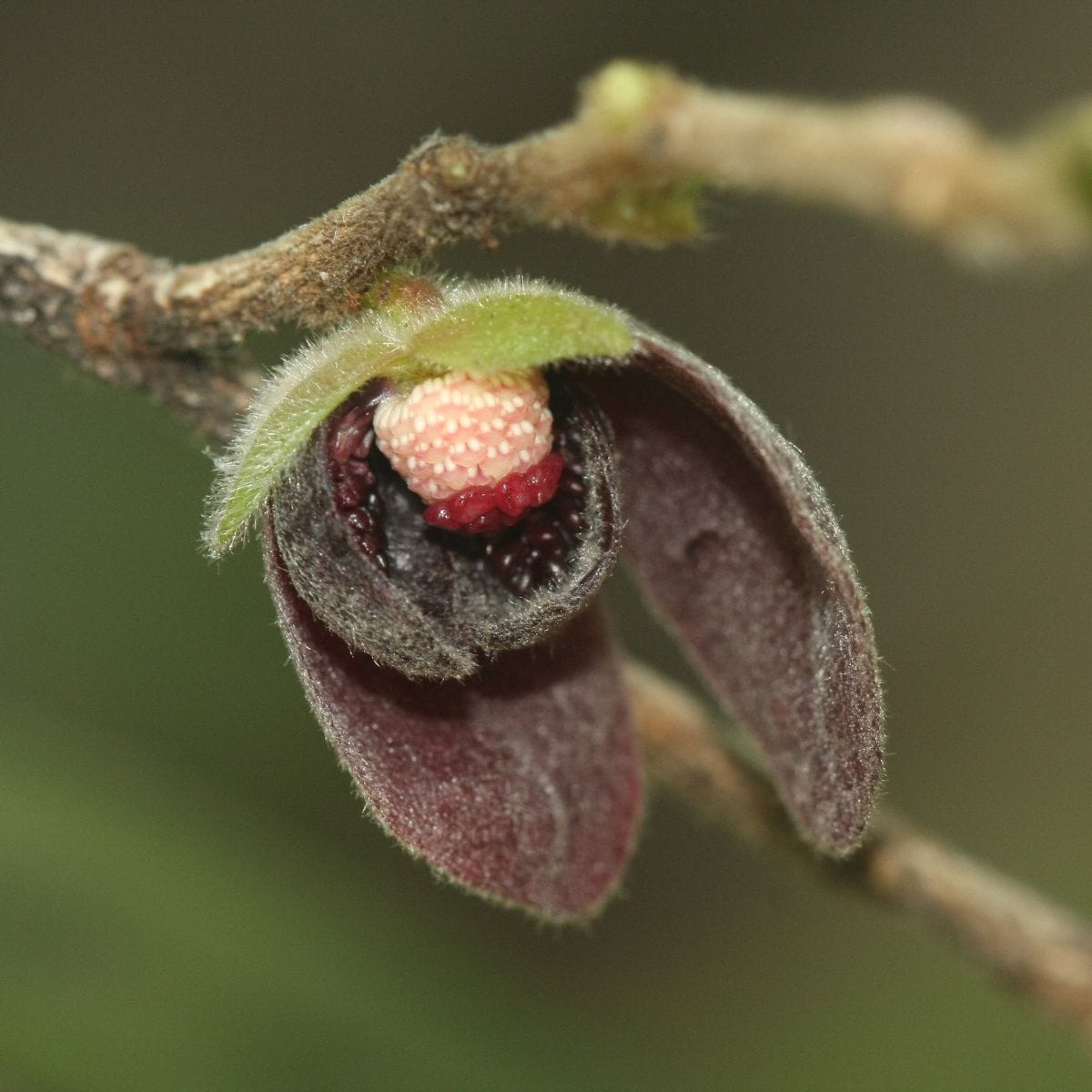 Lured by Litter? An Australian Tree that Fools Its Pollinator by Mimicking Dead Leaves