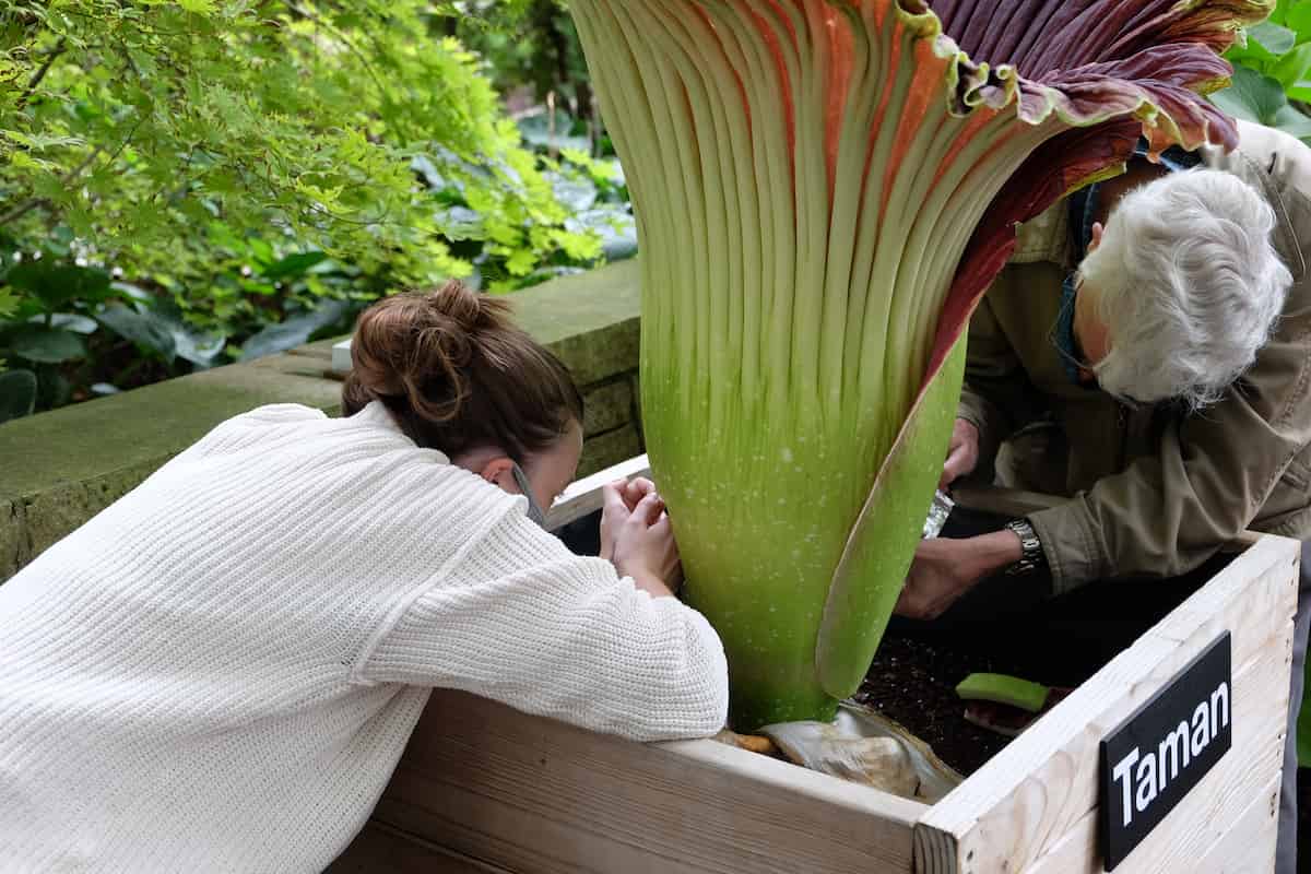 Two people examining a large corpse flower (Amorphophallus titanum) in bloom. On the left, a person with brown hair in a bun wearing a white sweater leans over a wooden planter box to look closely at the plant. On the right, an older person with white hair in a tan jacket is also examining the distinctive green and burgundy spathe of the flower. The plant is housed in a wooden container labeled "Taman" and surrounded by lush greenery.
