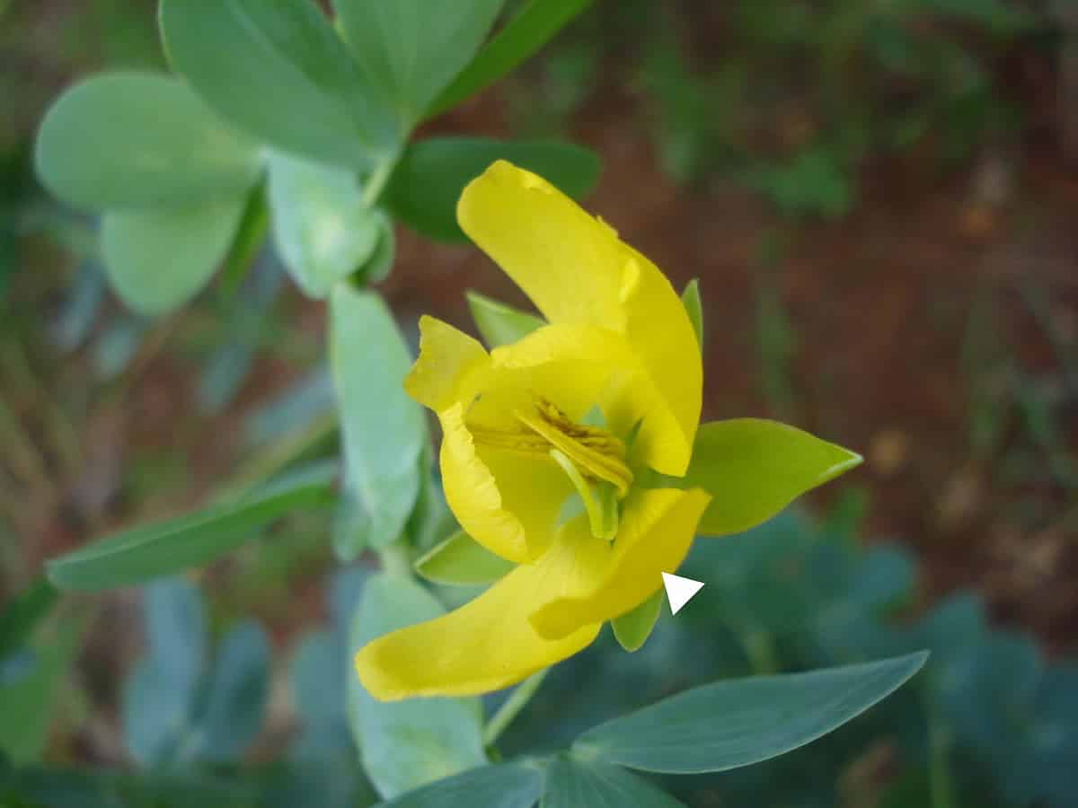 A close-up photograph of a Chamaecrista latistipula flower showing its distinctive bright yellow petals against green foliage. The image features a clear view of the flower's structure with a white arrow pointing to the cucullus, which is a specialized, enlarged, and slightly thicker concave petal that houses the stamens. The cucullus is a key morphological feature of this legume species. The flower is surrounded by the plant's small rounded green leaves, with a natural earthy background visible in soft focus.
