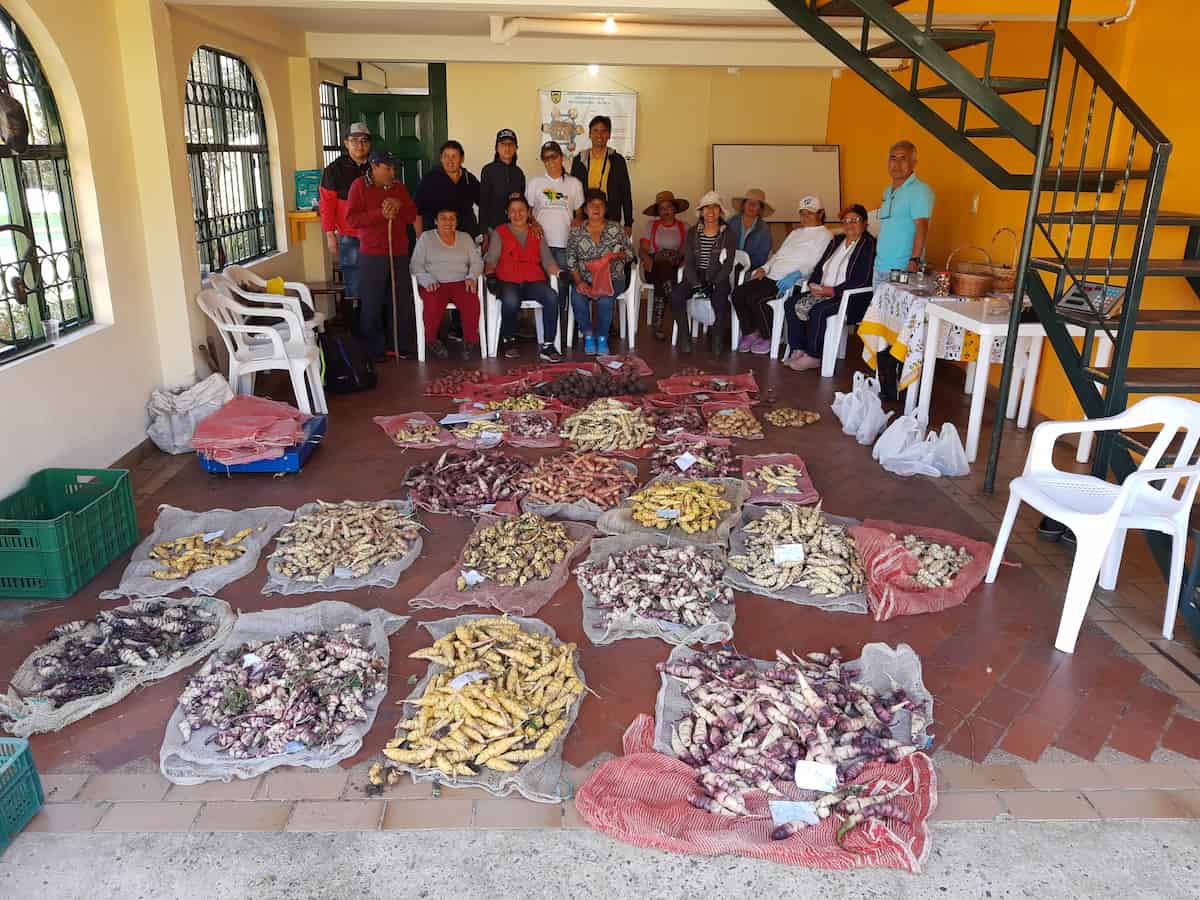 A large group of community members gather in a bright yellow-walled room to display an impressive collection of Andean tubers spread across the floor on tarps and bags. The diverse potato and tuber varieties show a range of colors from purple and yellow to white and red, representing the rich agricultural biodiversity of the Andes.