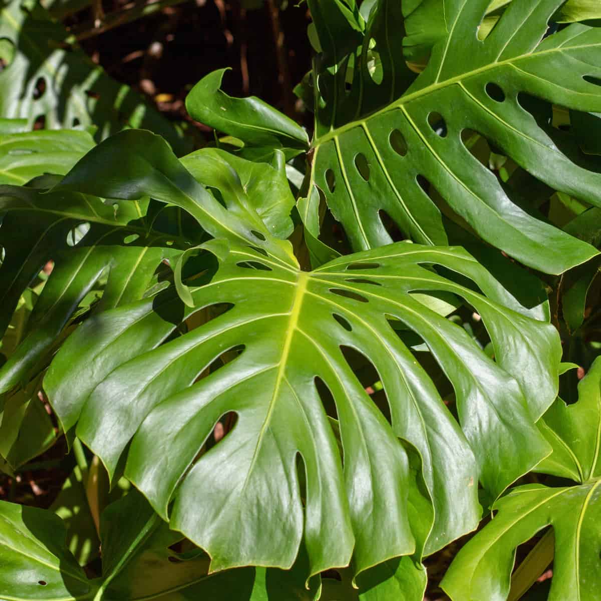 A close-up of Monstera deliciosa leaves showing their characteristic large, glossy, deep green surface with distinctive natural holes (fenestrations) and splits along the edges. This plant represents the "Plane" category from the Tokuhiro research, featuring broad, substantial leaves with lower fractal dimensions but greater visual impact. According to the study, plants with these large-leaved characteristics scored highest for creating lively, positive environments and were rated by experts as promoting energy rather than relaxation.