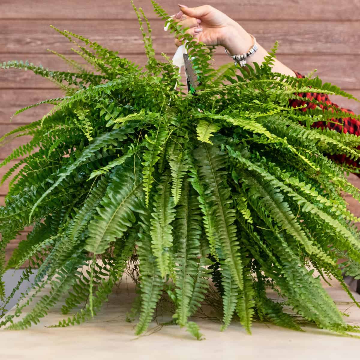 A lush Boston fern (Nephrolepis exaltata) with abundant arching fronds displaying the classic compound leaf structure that creates high fractal dimension. A person's hand is visible misting the plant, highlighting its size and care needs. The fern exemplifies the "Dot" category in the Tokuhiro research, with numerous small leaflets arranged along central stems creating a complex, self-similar pattern that research suggests promotes relaxation responses. The plant sits on a wooden surface against a wooden background.