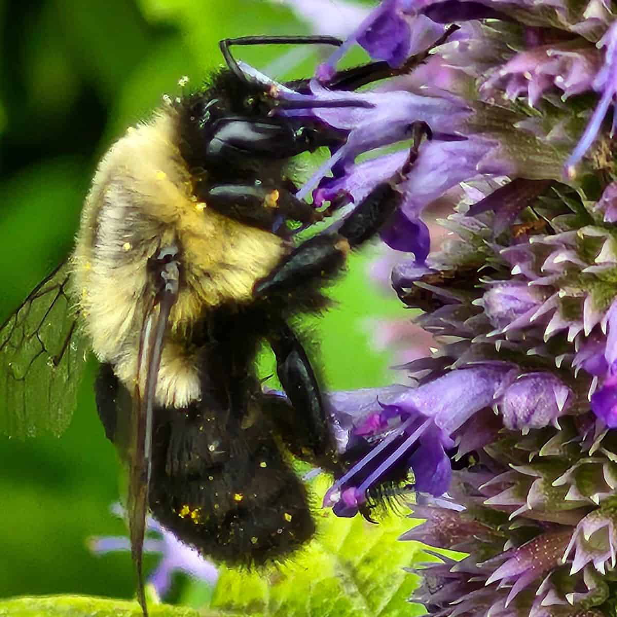 Want More Bees in Your City? Mix Up Your Flowers