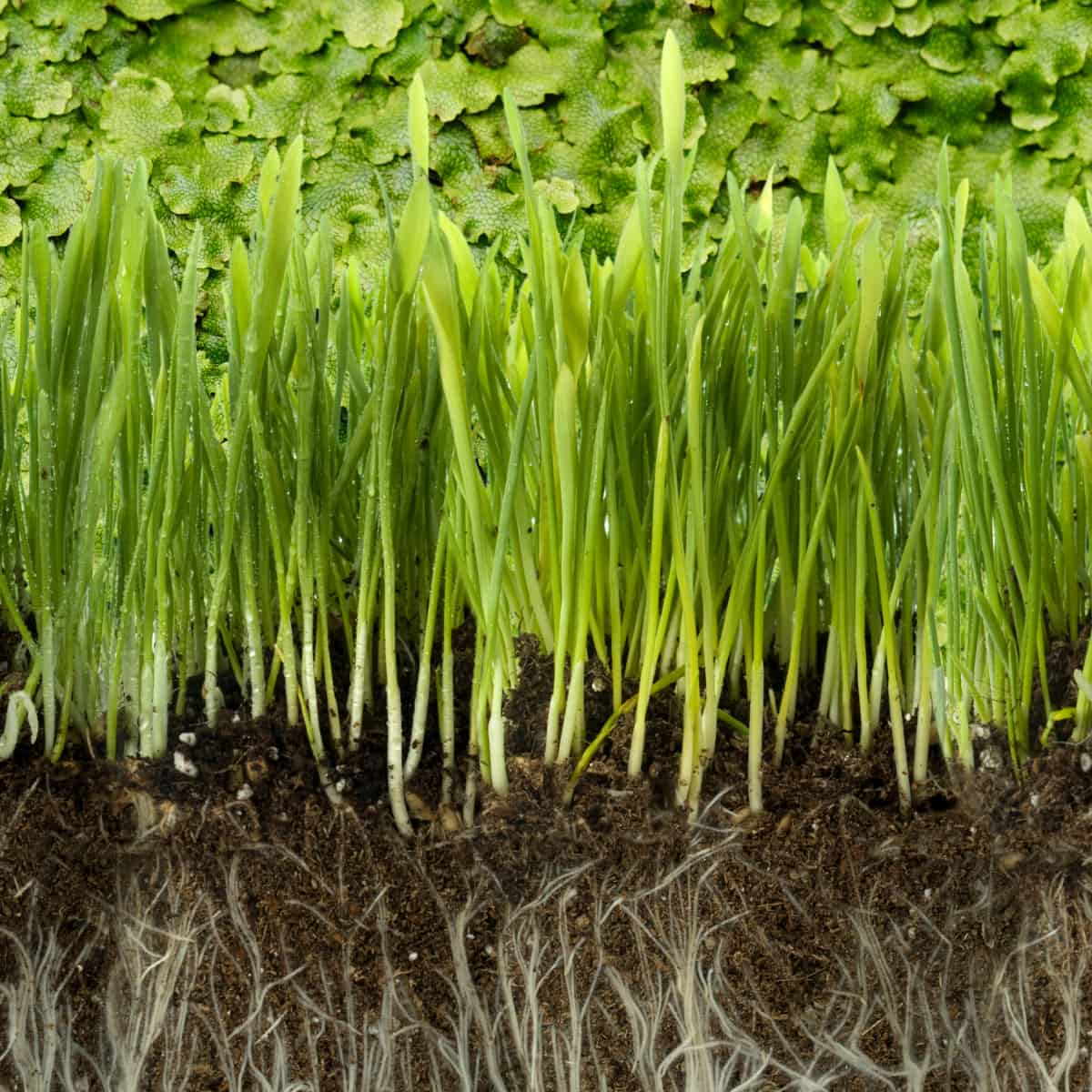 What were root genes doing before they started building roots?