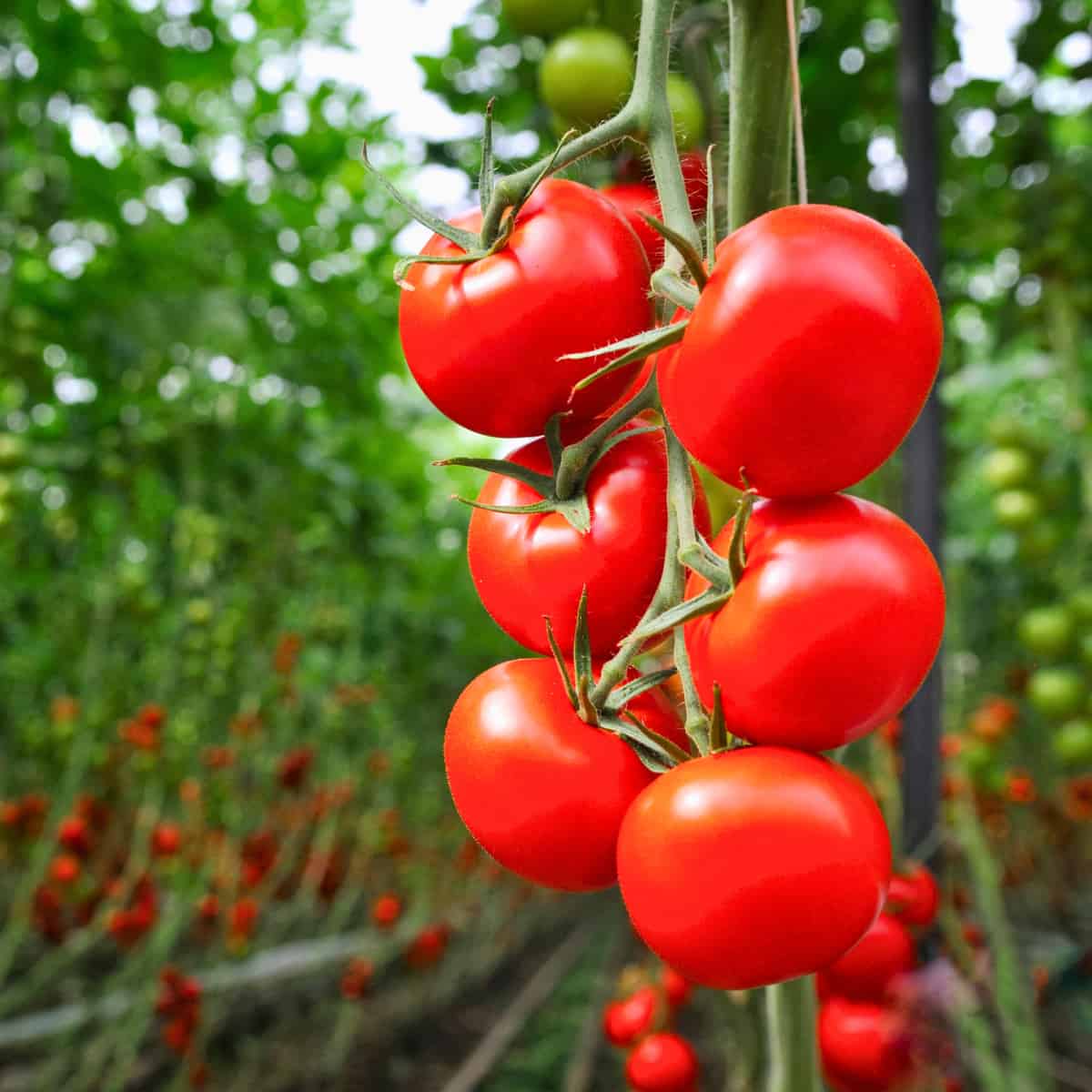 Tomato photosynthesis benefits from far-red light