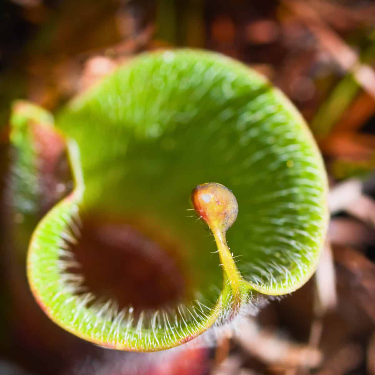 How Heliamphora turns a first date into a last meal