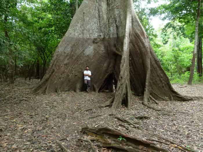 Enorme árbol con raíces triangulares en la selva amazónica, con una persona de pie entre los enormes contrafuertes de raíces triangulares para dar una idea de la escala. La persona, vestida con ropa clara, muestra el impresionante tamaño de este gigante de la selva tropical, adaptado a las inundaciones, rodeado de exuberante vegetación.