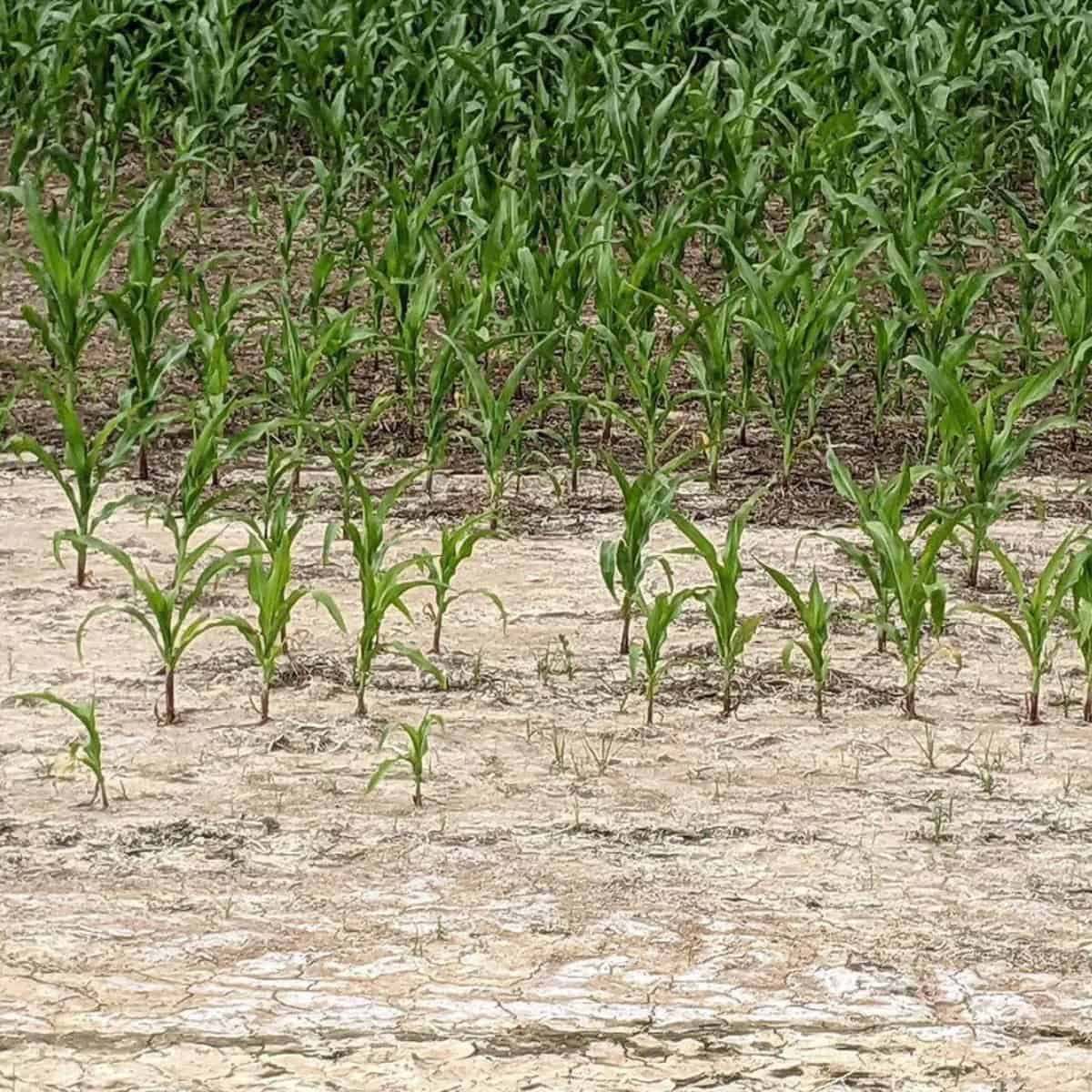 Um caminho para culturas tolerantes ao sal em um clima em mudança