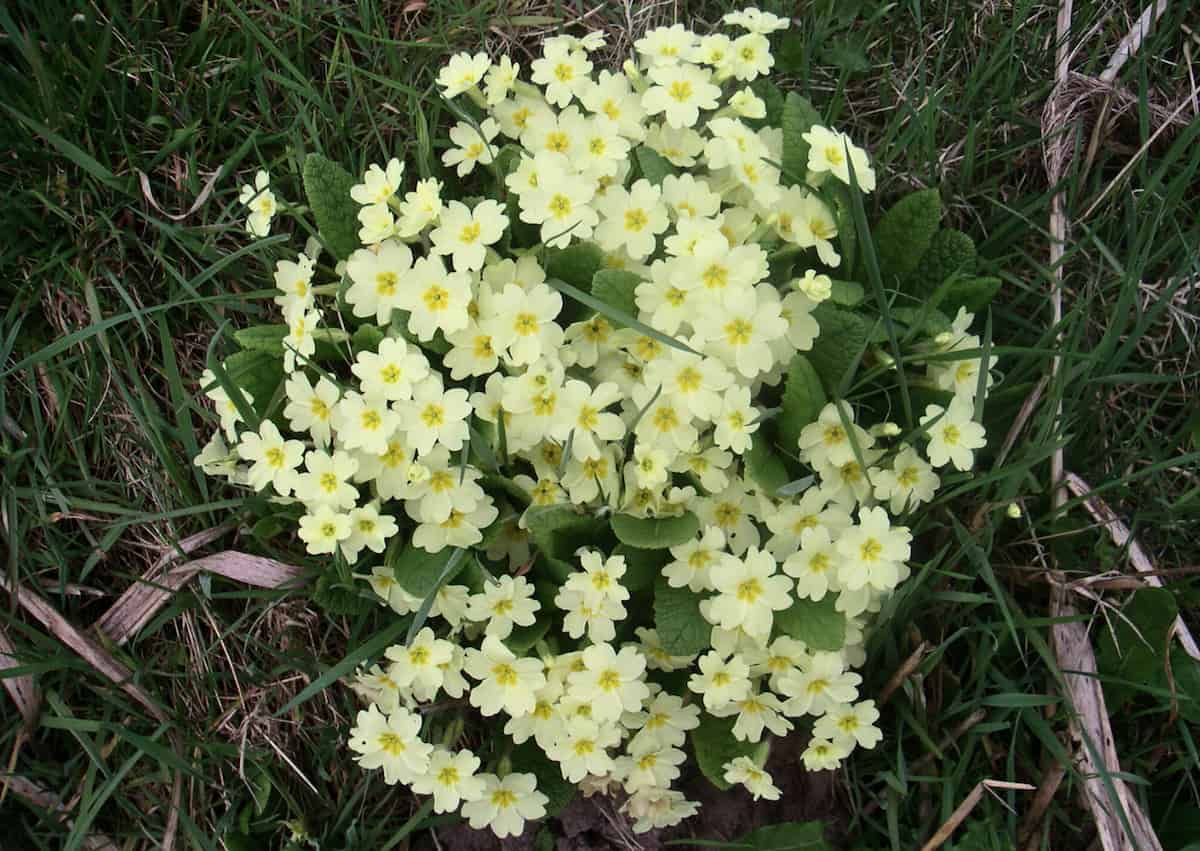 Une touffe dense de fleurs jaune pâle de primevère (Primula vulgaris) poussant naturellement dans l'herbe. Les fleurs à cinq pétales ont un cœur jaune vif et sont entourées de feuilles vertes ridées. Les plantes sont florissantes, avec de l'herbe sèche et de la matière organique visibles à la base.