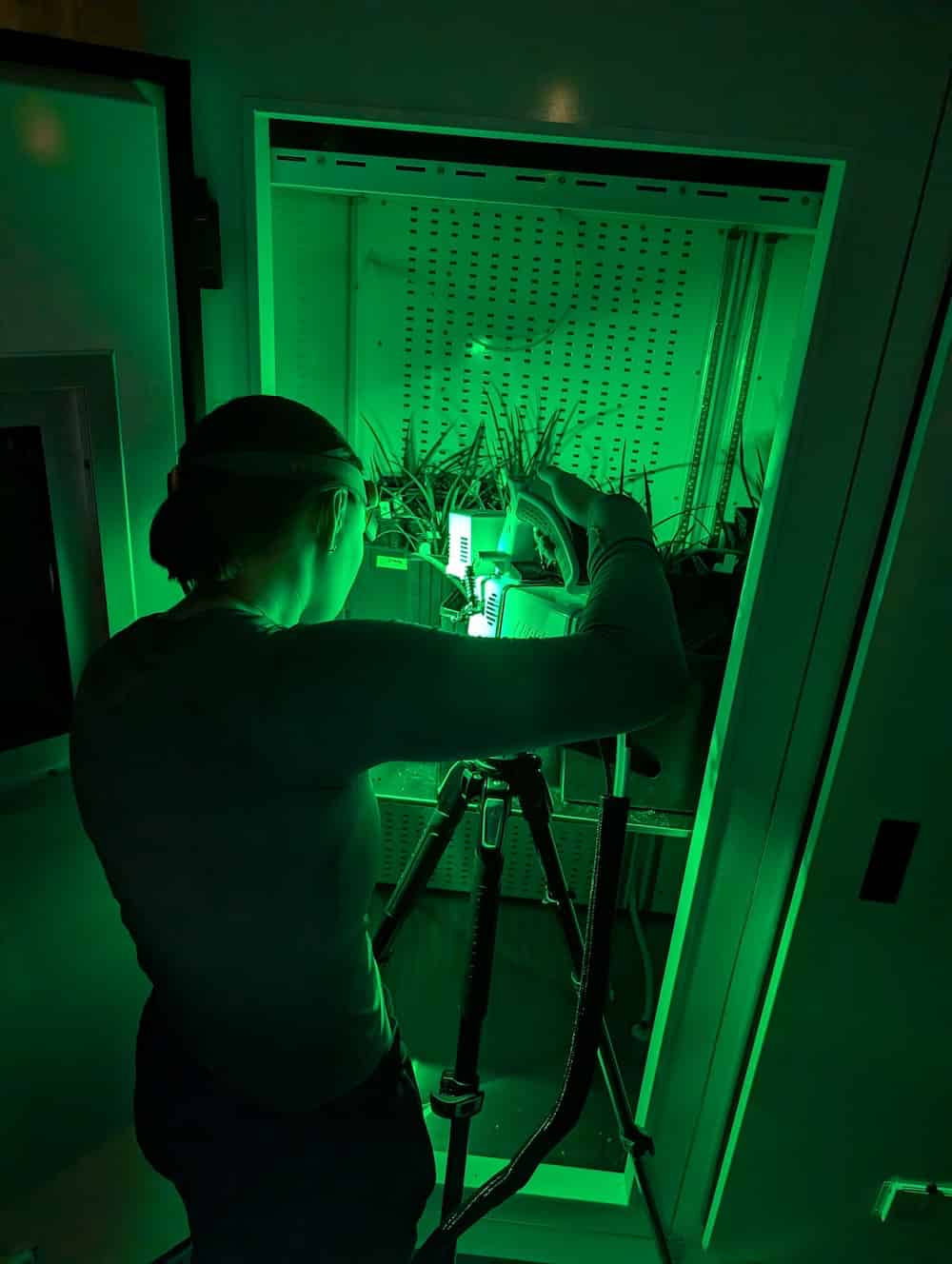 Heyduk lab manager Lizzy Doan taking nighttime photosynthetic measurements on plants in a growth chamber, using scientific equipment mounted on a tripod under green artificial lighting designed not to interfere with plant circadian rhythms during CAM photosynthesis research.