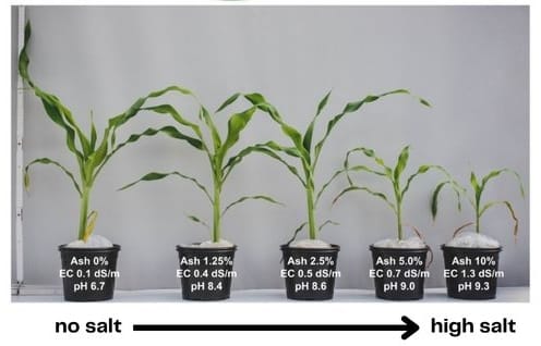 Uma imagem de Ondrasek et al. mostra cinco plantas de milho de diferentes alturas. A planta sem exposição ao sal, à esquerda, é grande, enquanto à medida que a exposição ao sal aumenta, à esquerda, as plantas diminuem.