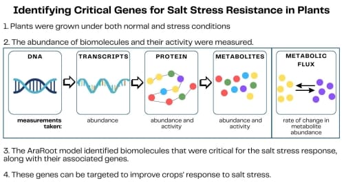 Uma figura intitulada "Identificando Genes Críticos para Resistência ao Estresse Salino em Plantas". Há quatro etapas. A Etapa 1 é As plantas foram cultivadas em condições normais e de estresse. A Etapa 2 é A abundância de biomoléculas e sua atividade foram medidas. Sob esta etapa há um fluxograma com gráficos que vão do DNA aos transcritos, proteínas e metabólitos. Há também um gráfico representando o fluxo metabólico. As medições feitas para transcritos são abundância, proteínas e metabólitos são abundância e atividade, e o fluxo metabólico é a taxa de mudança na abundância metabólica. A Etapa 3 é O modelo AraRoot identificou biomoléculas que foram críticas para a resposta ao estresse salino, juntamente com seus genes associados. A etapa final, 4, é Esses genes podem ser direcionados para melhorar a resposta das culturas ao estresse salino.