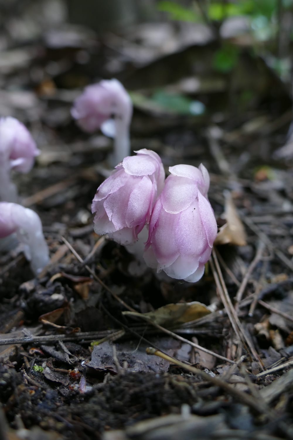 Delicate pink flowers of Monotropastrum kirishimense, a newly described ghost plant species, emerging from the forest floor. The translucent, pale pink blooms have a waxy appearance and grow in small clusters from short stems. The flowers are surrounded by dark soil, fallen leaves, and forest debris. Additional pink flowers are visible but blurred in the background. 