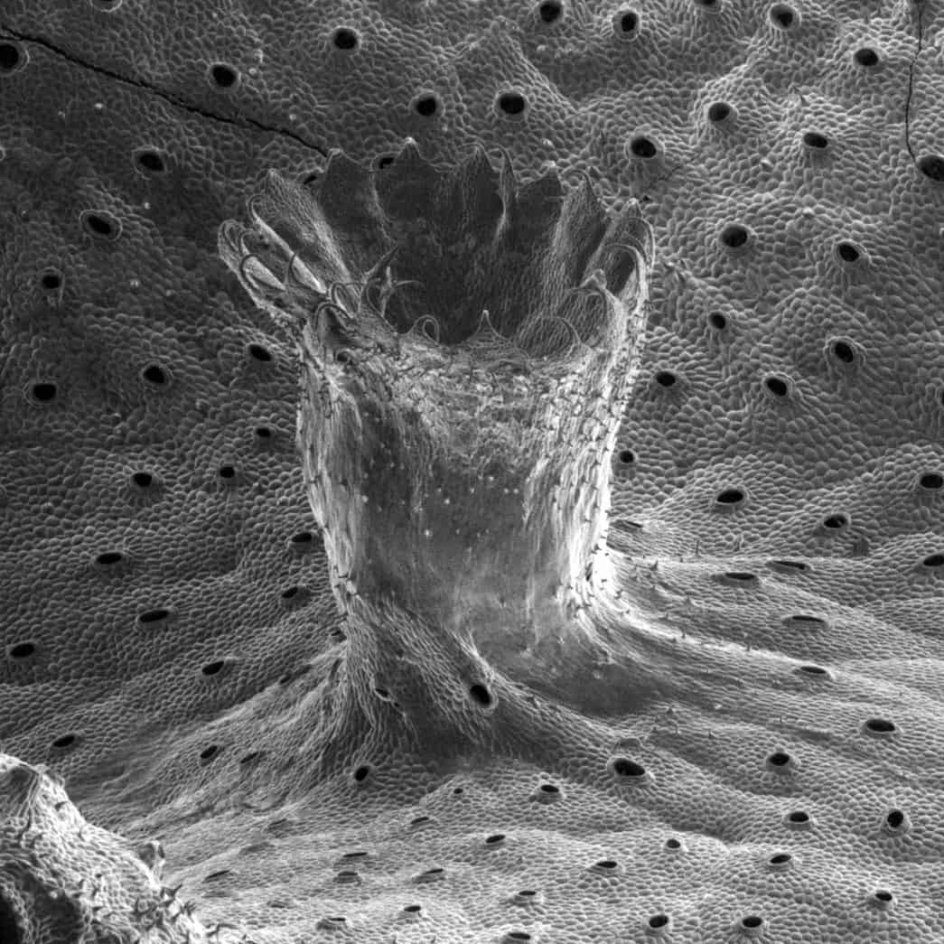 Imagen de microscopio electrónico de barrido que muestra una estructura anormal con forma de vaso de chupito en una mutación de hepática que carece del gen SHOT GLASS. La estructura presenta paredes altas y estrechas que forman una copa profunda con un interior vacío, lo que contrasta con las copas gema poco profundas, visibles como pequeñas aberturas circulares dispersas por la superficie de la planta circundante.