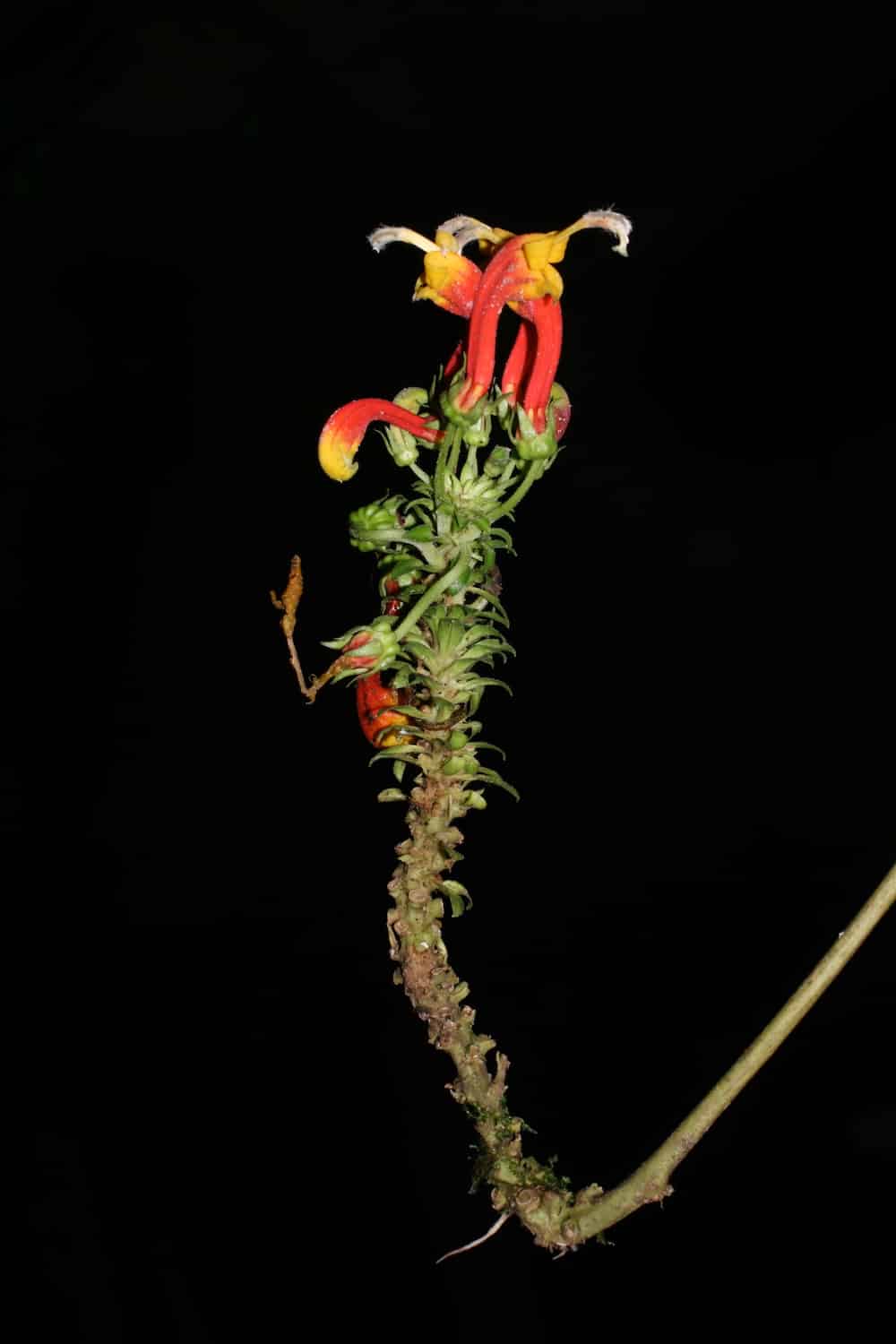A flowering stem of Centropogon granulosus photographed against a black background. The plant displays the characteristic curved, tubular flowers in bright red and orange colors that are specially adapted for hummingbird pollination. Multiple flowers are arranged along the elongated inflorescence, with some flowers showing the distinctive curved shape that matches the bill of specialized hummingbird pollinators. The stem shows the typical rough, granular texture that gives this species its name 'granulosus.