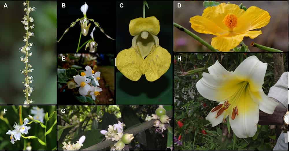 Grid of eight flower photographs (labeled A through H) demonstrating dramatic variation in petal sizes across different plant species. Image A shows tiny white flowers densely packed on a spike. Image B displays an orchid with narrow, elongated petals. Image C features a yellow orchid with broad, rounded petals. Image D shows a large yellow flower with wide, papery petals. Image E contains small white flowers with yellow centers clustered together. Image F displays tiny white star-shaped flowers. Image G shows small white clustered blooms. Image H features a large white lily with prominent stamens and yellow throat markings. This collection illustrates the research findings on how environmental factors influence petal size variation in Chinese flowering plants, ranging from very small petals adapted to harsh conditions to large, showy petals found in more favorable climates.