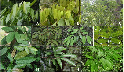 A grid of ten photographs (labeled A through J) showing the foliage of different tropical tree species studied in the research on plant chemical variation. Each panel displays the distinctive leaf characteristics of the species.