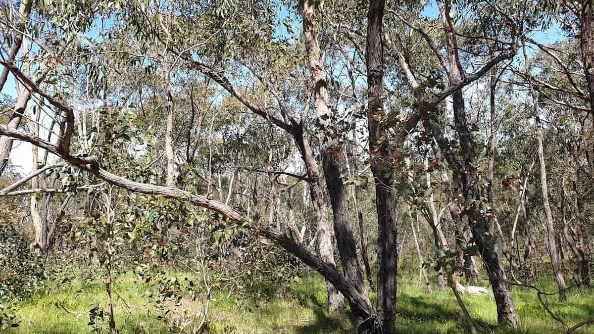 A stand of Red Stringybarks, not looking very red but looking very stringy, in the Clare Valley.