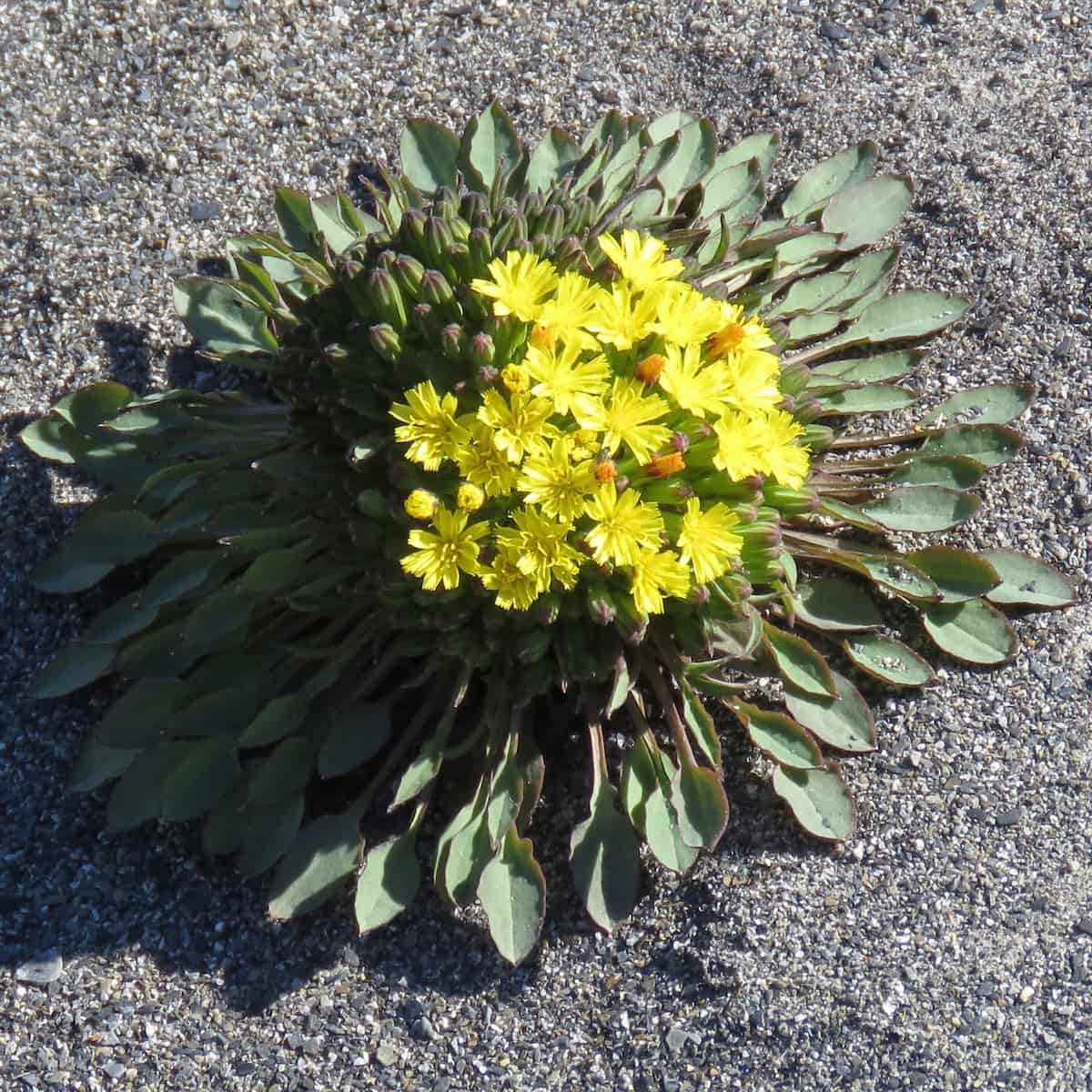 A dwarf hawksbeard (Crepis nana) plant displaying a cluster of bright yellow, dandelion-like flowers at its center, surrounded by a distinctive rosette of thick, spatula-shaped green leaves. The low-growing plant forms a compact cushion against gray gravelly soil, demonstrating the typical growth form of Arctic plants that hug the ground to conserve heat and resist harsh winds. This species showed the most dramatic response to climate change in the research, advancing its flowering time by 3.85 days per decade earlier since 1915.