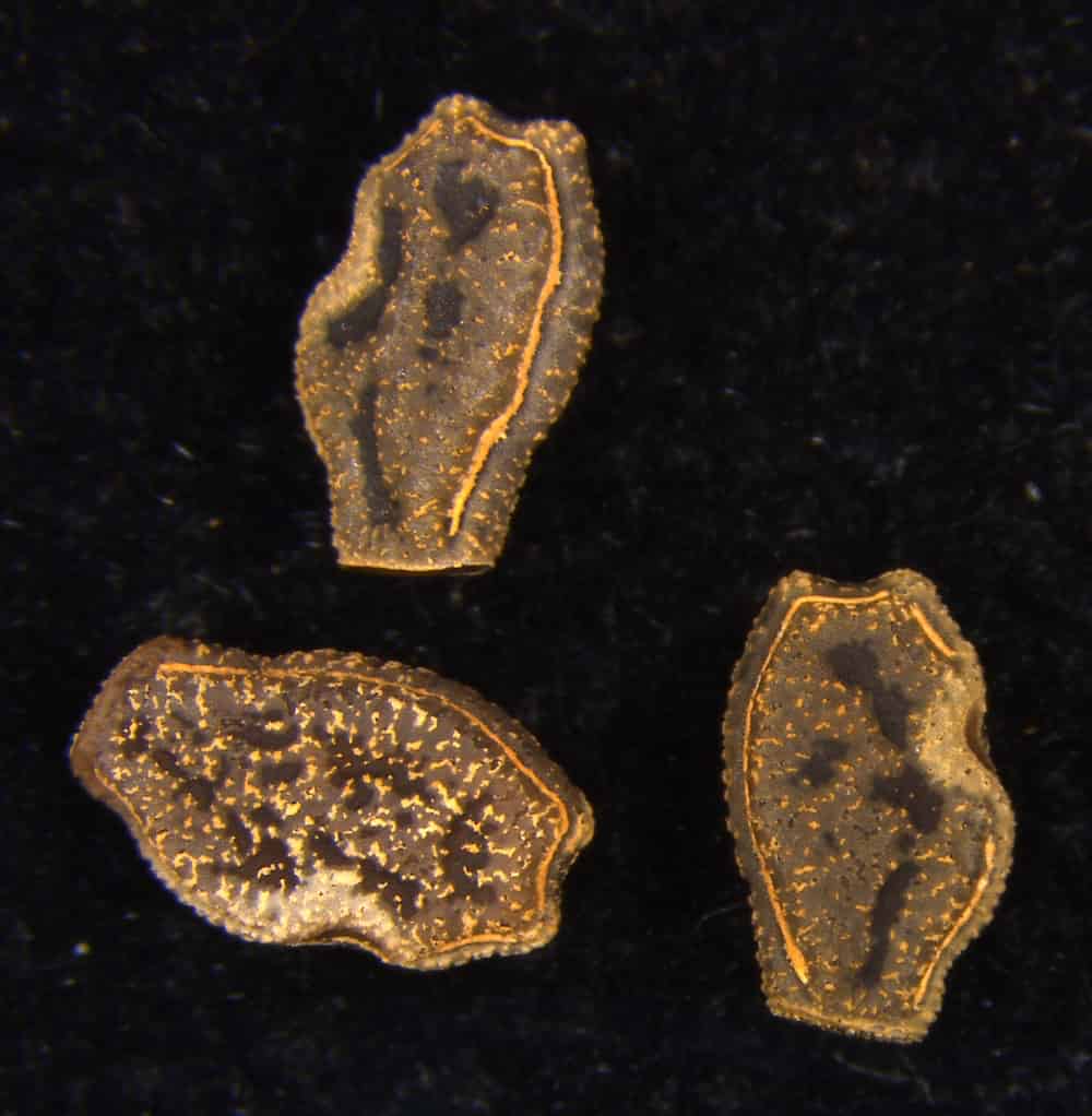 Three stick insect eggs photographed under magnification against a black background. The eggs appear golden-brown and translucent, with oval to barrel-shaped forms. Each egg displays a textured, granular surface and shows distinctive structural features including what appears to be an operculum (cap-like opening) with a visible seam or ridge. The eggs have the characteristic morphology of phasmid (stick insect) ova, showing the intricate surface patterns and specialized hatching mechanisms typical of these insects.