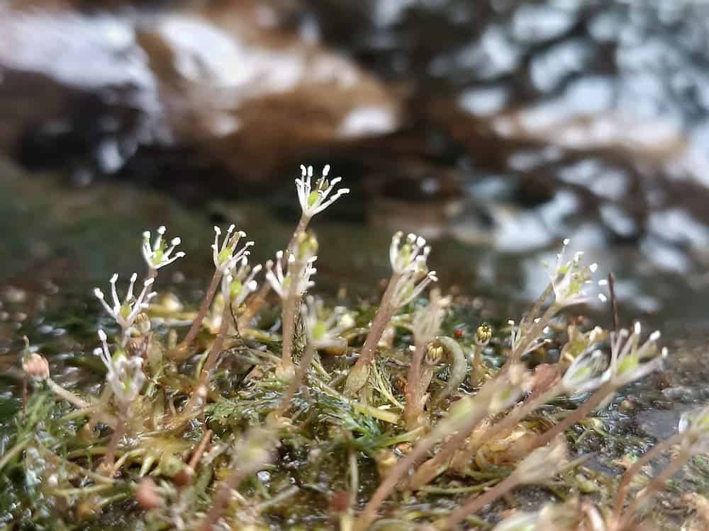 Plants growing from a rock, reaching up almost like skeletal hands.