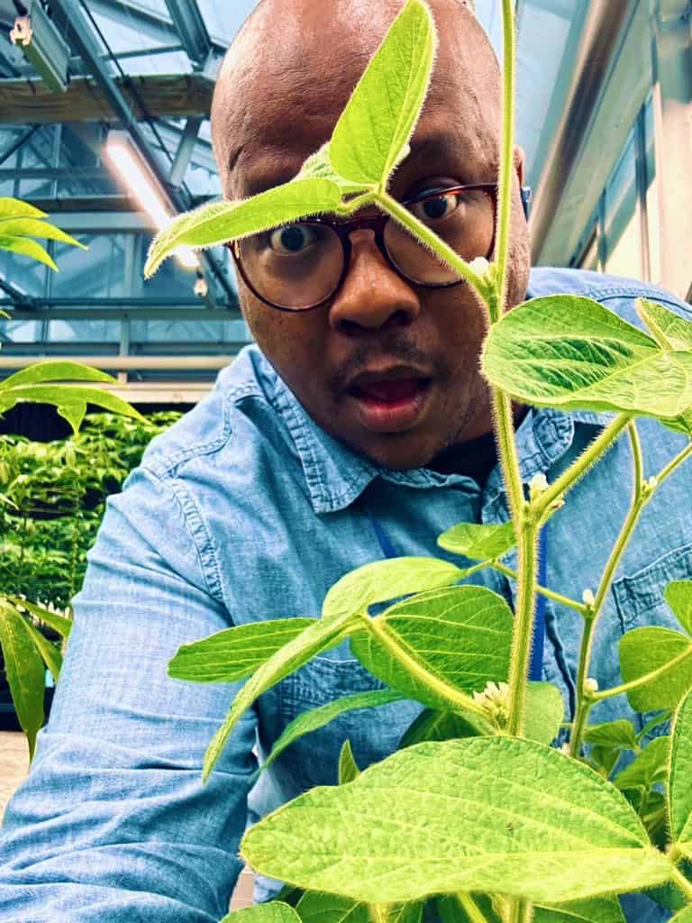 Plant scientist Dr. Itumeleng Moroenyane examines a soybean plant in his greenhouse laboratory. The young plant's vibrant green leaves frame his face as he observes it closely, demonstrating the hands-on fieldwork that characterizes his research into plant-microbe interactions.  He is wearing a look of surprise, as you would if, when examining your plants, you found a camera hidden among them.