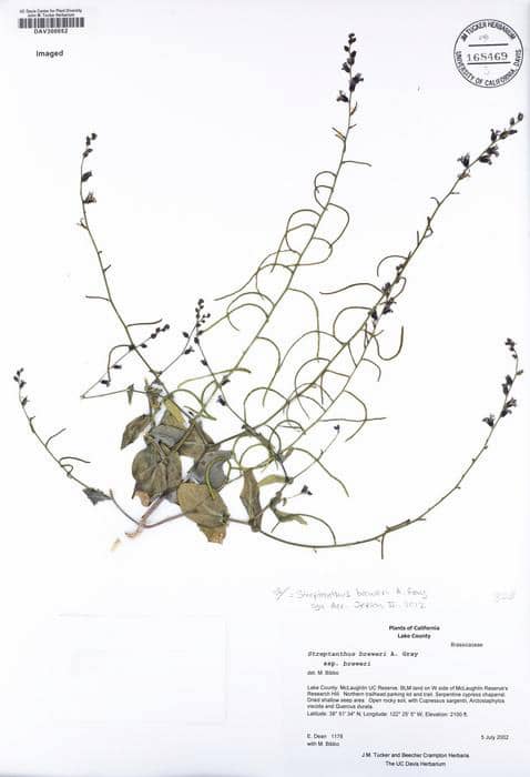 Un spécimen d'herbier de Streptanthus breweri (Streptanthus breweri) pressé et monté sur papier d'archive blanc. Il présente de multiples tiges ramifiées avec de petites feuilles alternes et des grappes terminales de petites fleurs foncées. Le matériel végétal apparaît brun et séché. Les étiquettes de collection en bas de page indiquent qu'il a été collecté dans le comté de Lake, en Californie. Un tampon d'herbier circulaire portant le numéro 168469 apparaît dans le coin supérieur droit. Ce spécimen illustre le type de collection de plantes historiques utilisé pour les recherches sur le climat décrites dans l'article de blog.