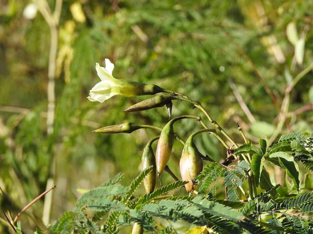 Merremia platyphylla tropical vine showing a single pale white trumpet-shaped flower and several elongated green seed pods among green compound leaves, photographed in natural forest habitat with blurred green vegetation in the background.