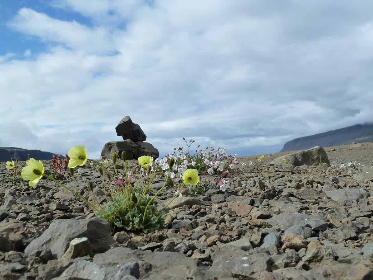 A close-up view of bright yellow Arctic poppy flowers (Papaver species) blooming in a harsh, rocky Arctic landscape. Several large, papery yellow petals form cup-shaped flowers on short stems, growing among scattered gray stones and sparse vegetation. In the background, stone cairn stands against a dramatic cloudy sky, with barren hills and Arctic tundra extending to the horizon.