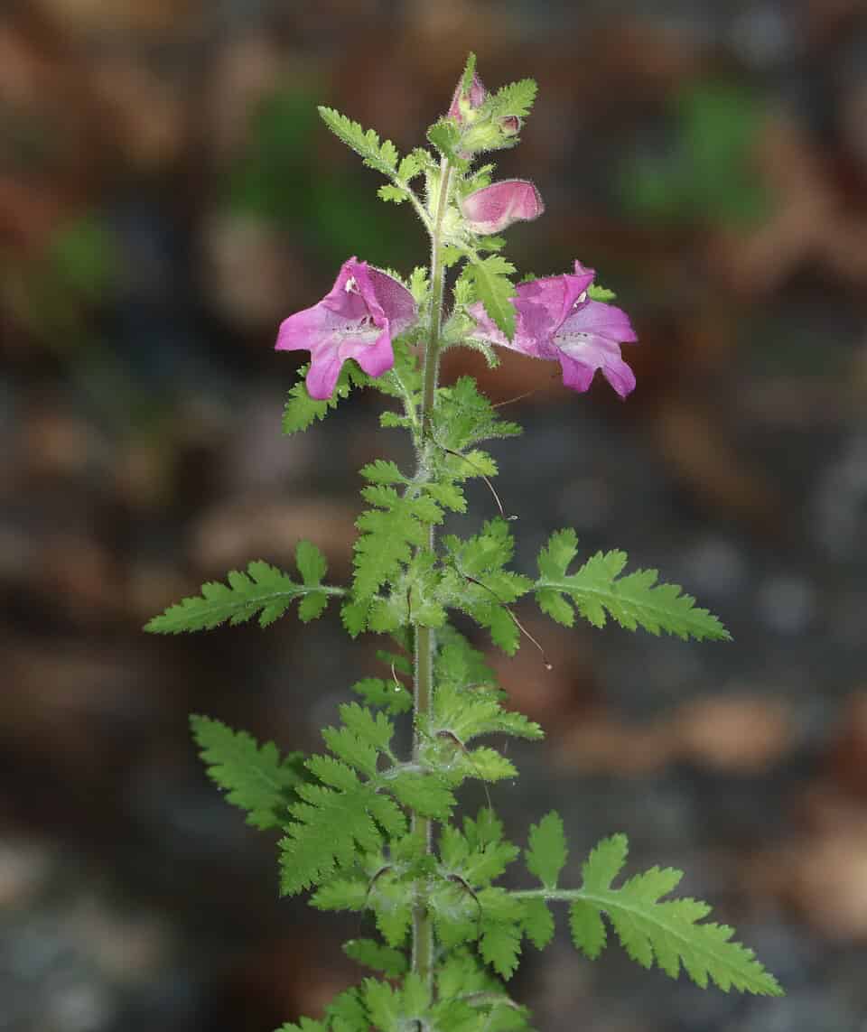 Phtheirospermum japonicum, a parasitic plant with serrated green leaves and distinctive pink tubular flowers, photographed in its natural habitat in Nagano Prefecture, Japan.