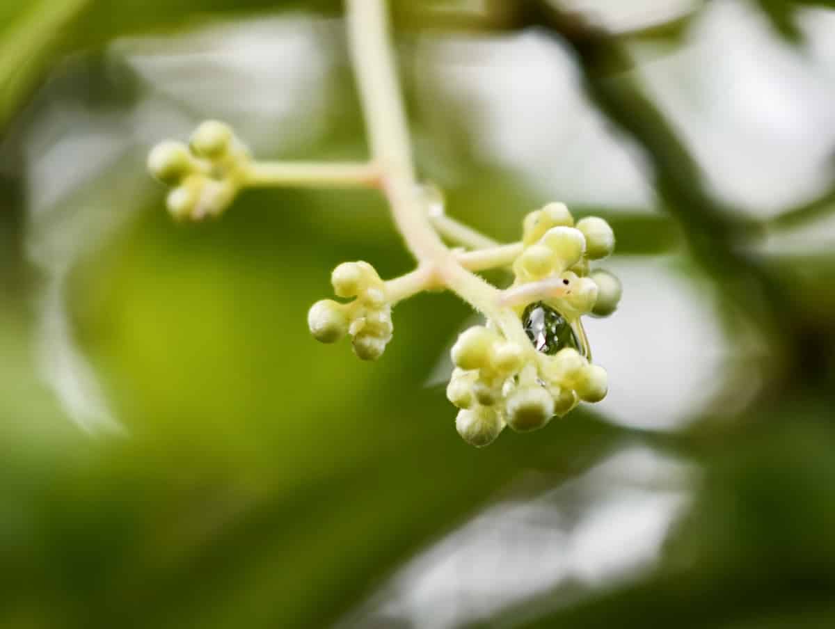 Close-up photograph of Cinnamomum iners (wild cinnamon) flowers showing delicate cream-colored flower buds and small white blooms arranged in branching clusters. The tiny flowers have multiple small petals and visible stamens, typical of the Lauraceae family. The flowers emerge from pale green to pinkish stems against a soft-focused background of bright green leaves.