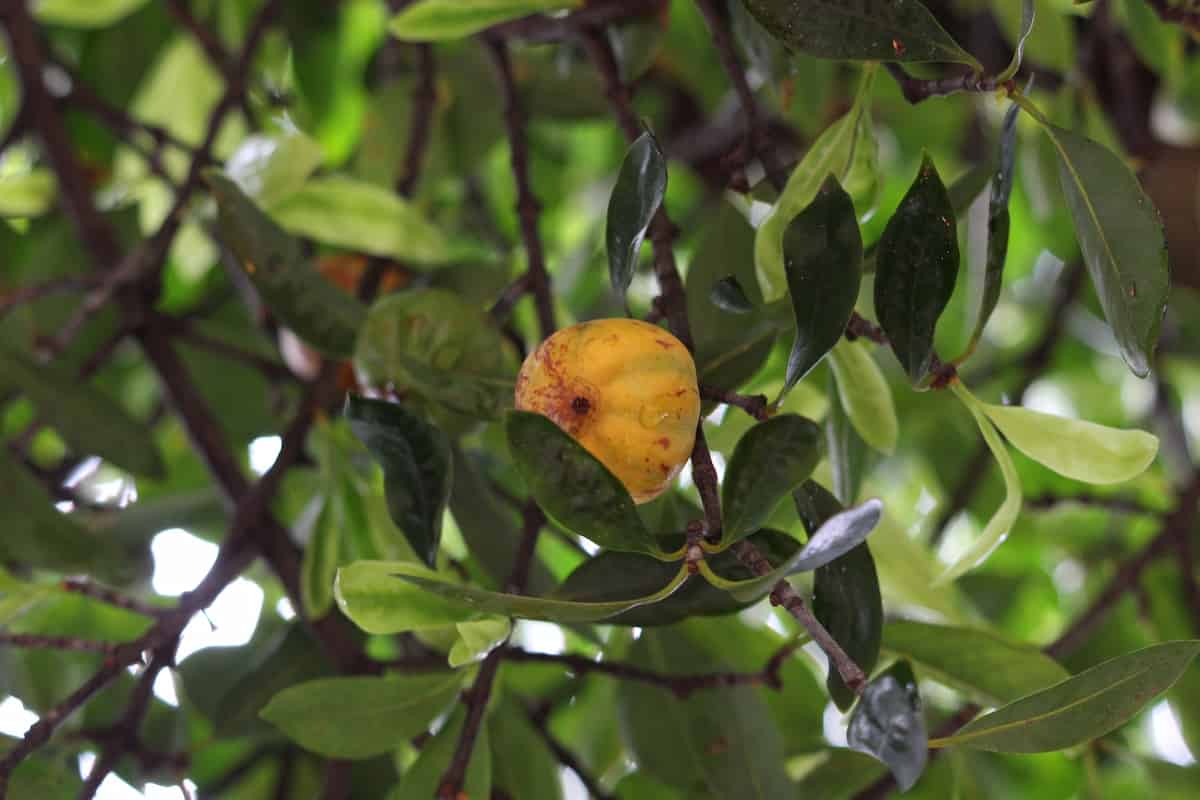 Photograph of a single yellow-orange Garcinia cowa fruit hanging from a branch among dark green leaves in a tropical forest setting. The round, smooth fruit displays a golden-yellow color with reddish-orange patches and small dark spots on its surface, indicating ripeness. The fruit is surrounded by thick, glossy oval leaves characteristic of the Garcinia genus, with visible leaf veins and varying shades of green. Dappled sunlight filters through the dense canopy creating a natural forest environment.