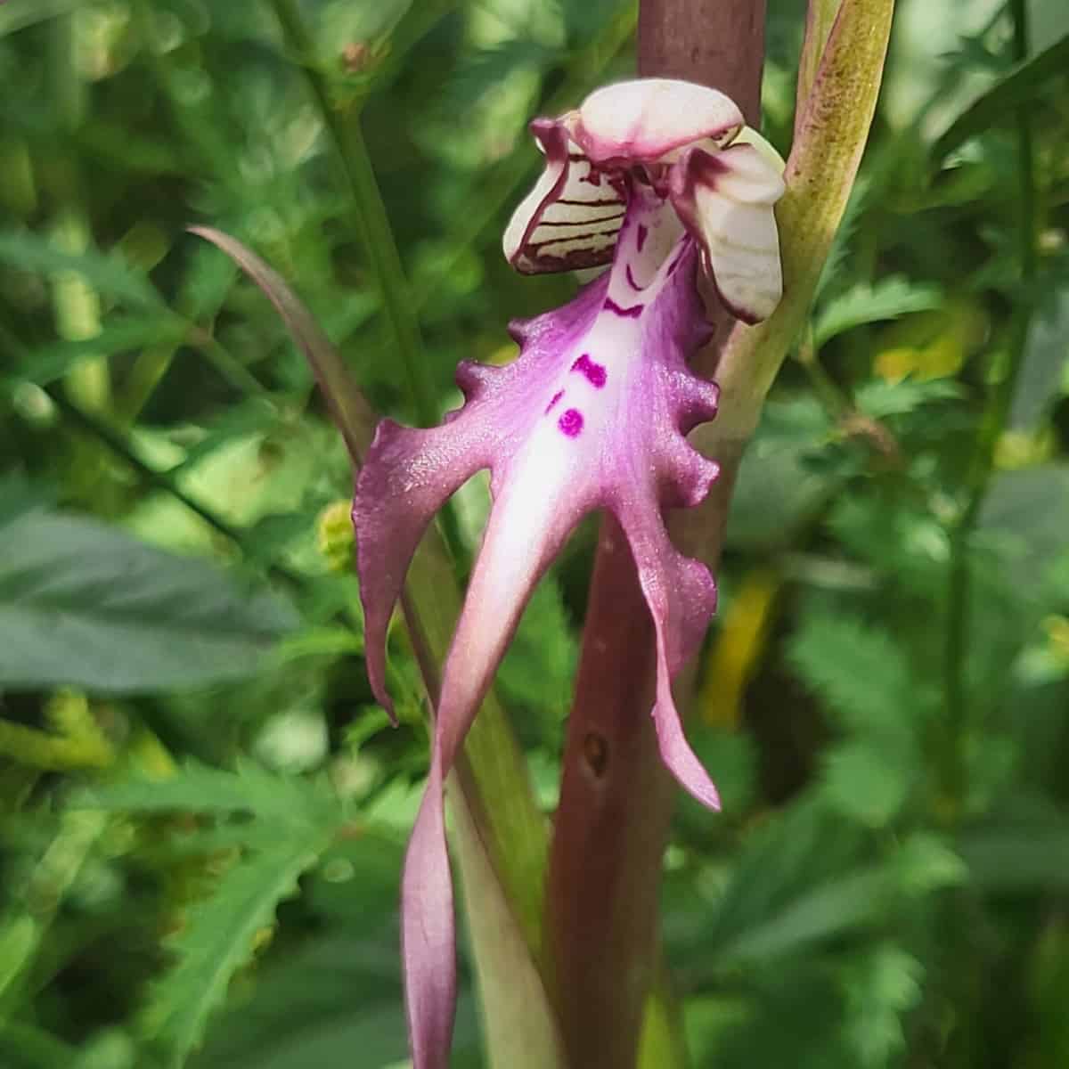 Saving orchids in Serbia