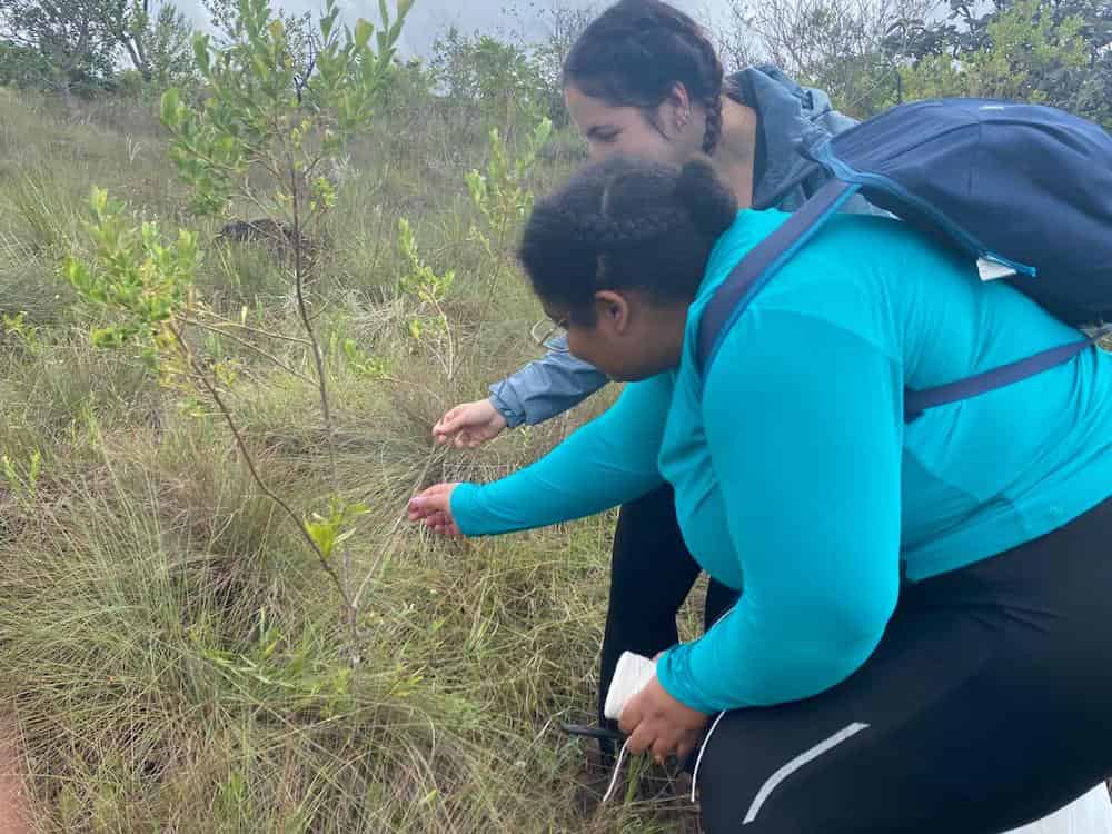 Dr. Ishida and a student conducting fieldwork in the Brazilian cerrado, crouched down examining plants in their natural habitat at Serra do Cipó, Minas Gerais, with the student wearing a bright turquoise shirt and Dr. Ishida in dark clothing with a backpack.