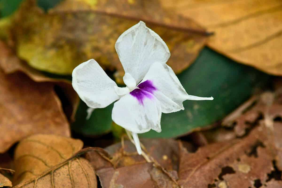 Close-up photograph of a single Kaempferia galanga (aromatic ginger or galangal) flower blooming close to the forest floor. The delicate flower features four pure white petals with a distinctive bright purple center marking, creating an elegant contrast. The flower emerges directly from the ground among fallen brown leaves and forest debris, characteristic of this low-growing ginger species. Green leaves are visible in the soft-focused background.