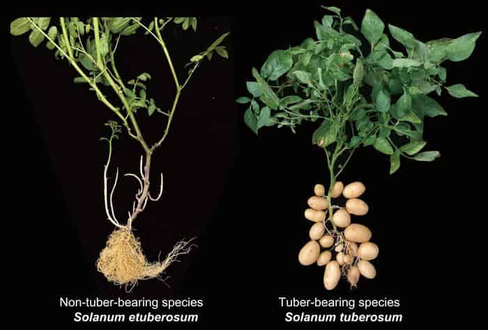 Two potato plant specimens displayed against a black background for comparison. Left: Non-tuber-bearing species Solanum etuberosum showing green leafy shoots above ground with exposed fibrous root system below. Right: Tuber-bearing species Solanum tuberosum with similar above-ground foliage but distinctive cluster of small oval tubers attached to the root system. Both plants show complete root-to-shoot structure with scientific names labeled below.