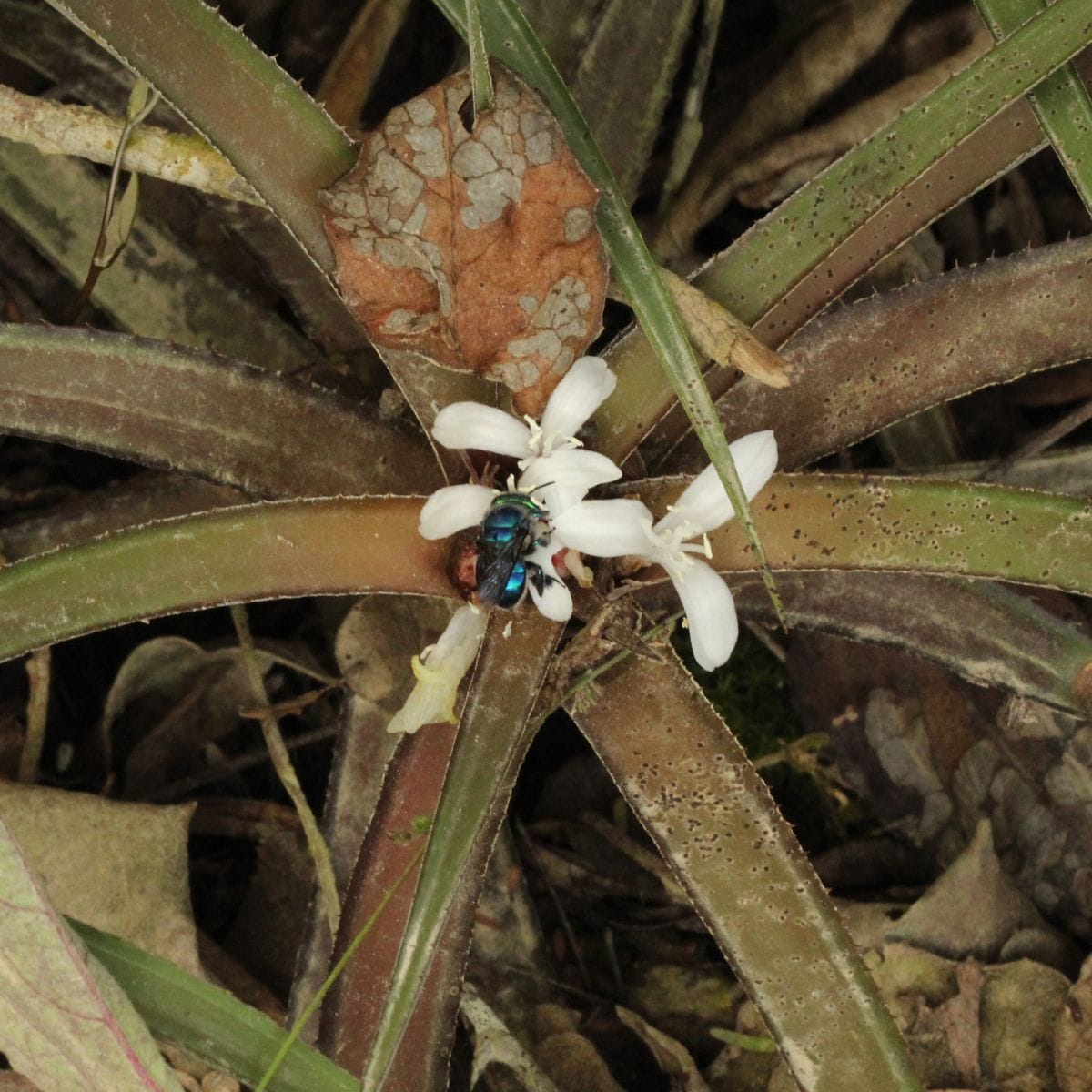 Cryptanthus bahianus: La flor que desafía a su género