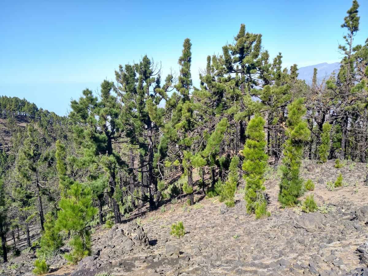 Pinos canarios en las laderas de Tajogaite, sus brazos cubiertos de corteza parecen estar cubiertos de pelaje verde.