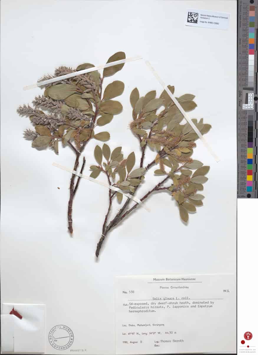 A Salix glauca specimen, pressed onto a white sheet.