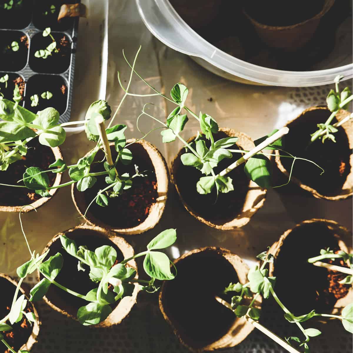 The Week in Botany September 1, 2025