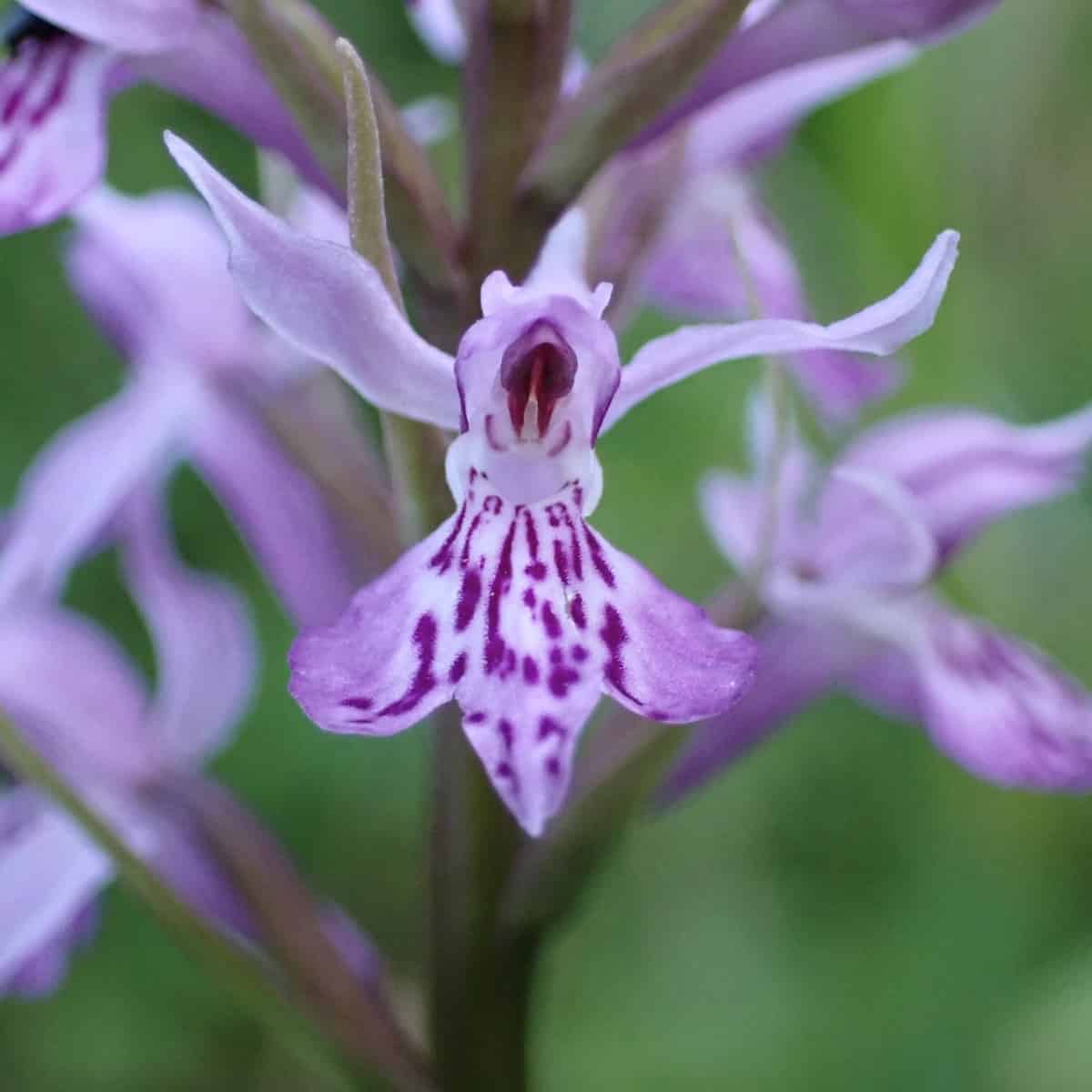 Nature vs nurture: Untangling why mycorrhizal fungal diversity differs across orchid species
