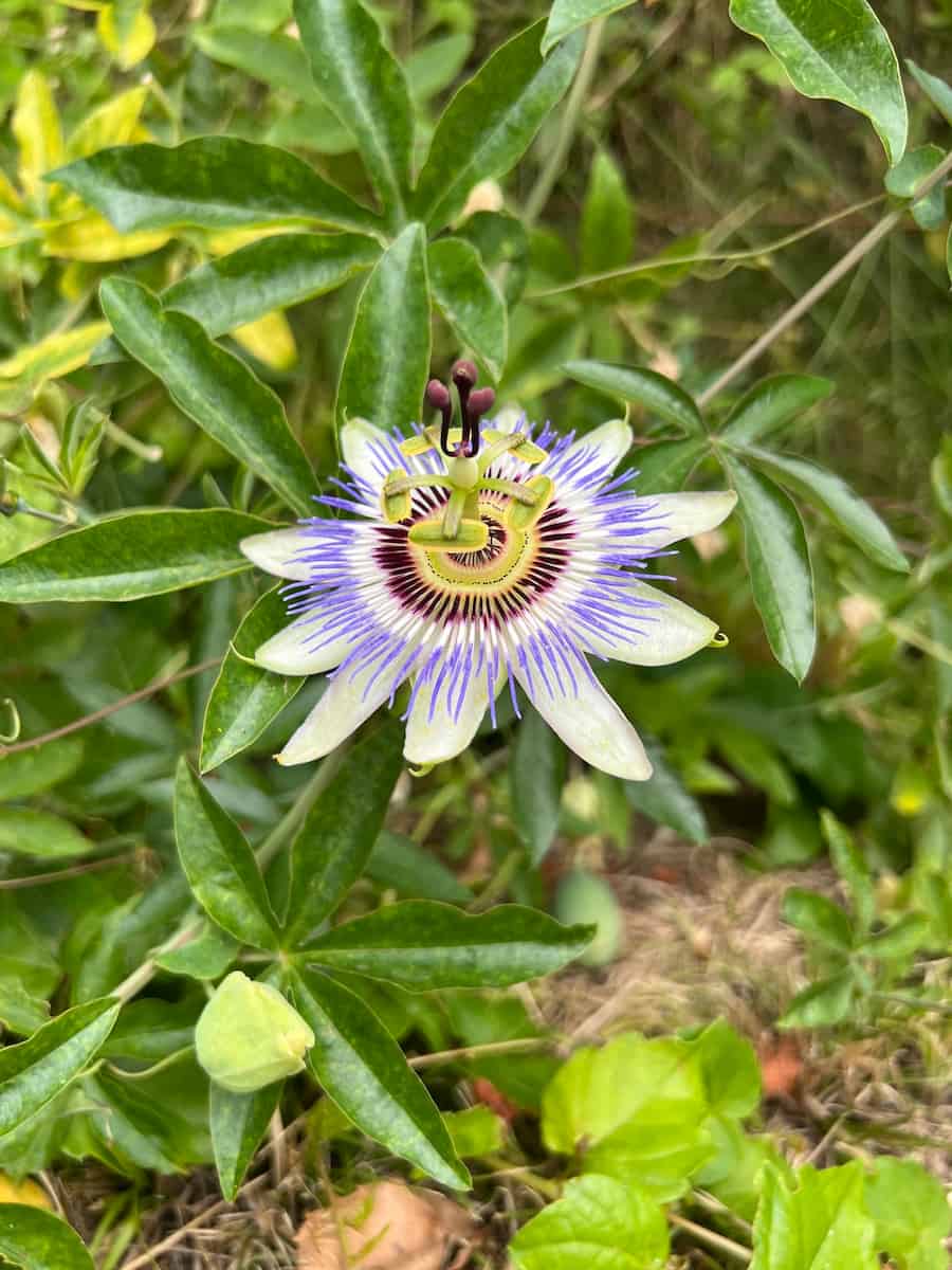 An otherworldly looking Passflora flower, looking like a radio telescope.