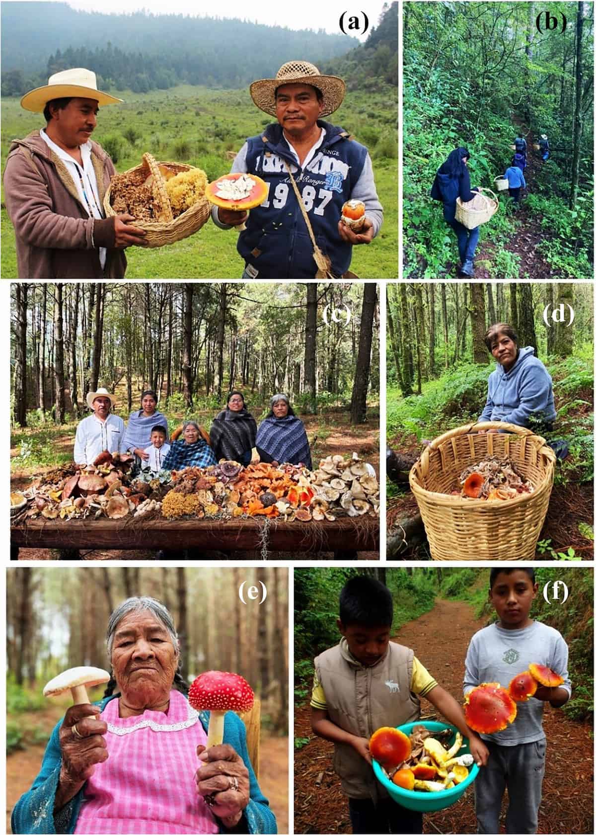 A montage of various people holding fungi.