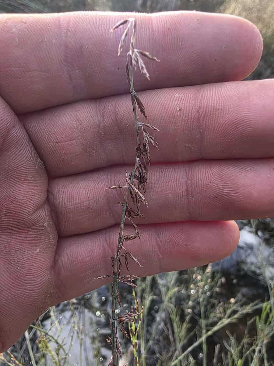 Spikelet morphology in Restionaceae is more diverse than previously thought